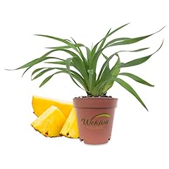 Florida special pineapple for sale  Delivered anywhere in USA 