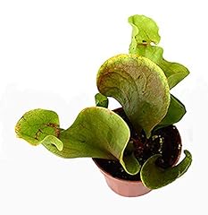 9greenbox sarracenia carnivoro for sale  Delivered anywhere in USA 