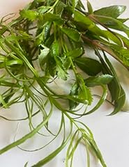 Stem plant bundle for sale  Delivered anywhere in USA 