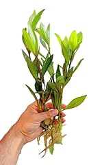Floratica hygrophila corymbosa for sale  Delivered anywhere in UK