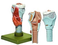 Larynx somso larynx for sale  Delivered anywhere in USA 