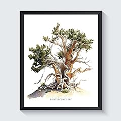 Great basin bristlecone for sale  Delivered anywhere in USA 