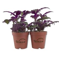 Purple passion plant for sale  Delivered anywhere in USA 