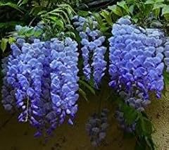Live blue moon for sale  Delivered anywhere in USA 