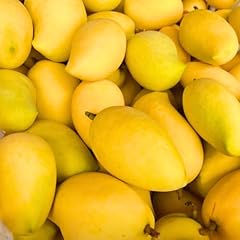 Yellow ataulfo mango for sale  Delivered anywhere in USA 