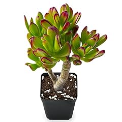 Hobbit jade crassula for sale  Delivered anywhere in USA 