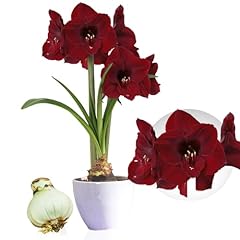 Amaryllis benfica bulbe d'occasion  Livré partout en Belgiqu