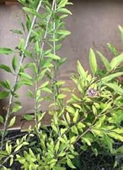 Lycium barbarum goji for sale  Delivered anywhere in USA 