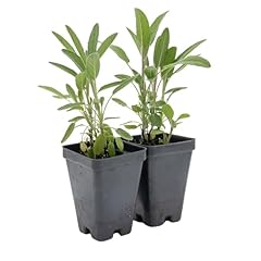 Common sage live for sale  Delivered anywhere in USA 