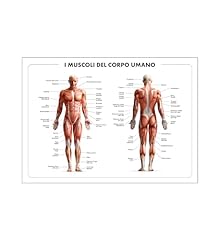 Poster corpo umano usato  Spedito ovunque in Italia 