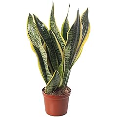 Snake plant sansevieria for sale  Delivered anywhere in Ireland