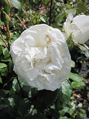 Edelrose anapurna rosa gebraucht kaufen  Wird an jeden Ort in Deutschland
