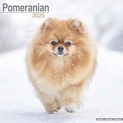 Pomeranian calendar 2025 d'occasion  Livré partout en Belgiqu