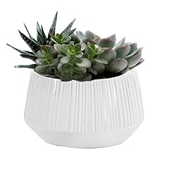 Plainview growers succulent for sale  Delivered anywhere in USA 