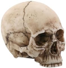 Small human skull for sale  Delivered anywhere in USA 