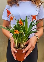 Powers flowers orchidea usato  Spedito ovunque in Italia 