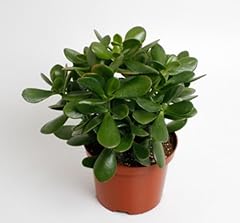 Money tree plant for sale  Delivered anywhere in UK