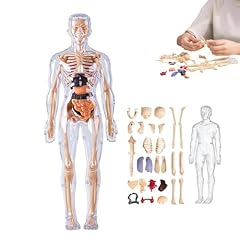 Organizeh clear human for sale Organizeh clear human for sale  Delivered anywhere in UK