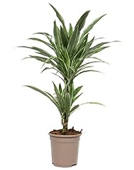 Dracaena deremensis white gebraucht kaufen  Wird an jeden Ort in Deutschland