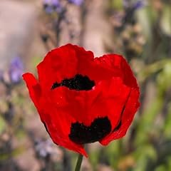 Poppy flower seeds for sale  Delivered anywhere in USA 