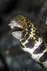 Posterazzi snowflake moray for sale  Delivered anywhere in USA 