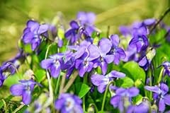 Violette odorante viola d'occasion  Livré partout en France