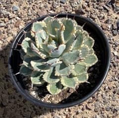 Cactus outlet agave for sale  Delivered anywhere in USA 