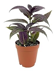 Persian shield plant for sale  Delivered anywhere in USA 