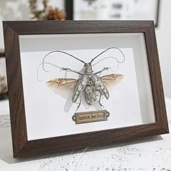 Authentic insect specimens for sale  Delivered anywhere in USA 