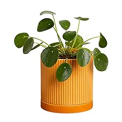 Greendigs pilea orange for sale  Delivered anywhere in USA 