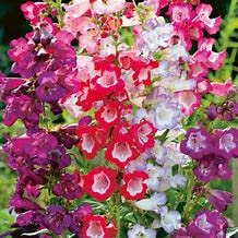 Mixed penstemon perennial for sale  Delivered anywhere in UK