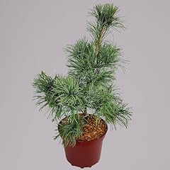 Mädchenkiefer schoon bonsai gebraucht kaufen  Wird an jeden Ort in Deutschland