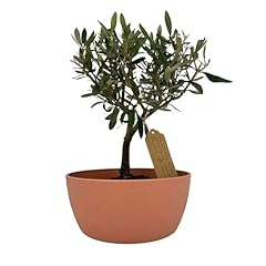 Bonsai olivo vaso usato  Spedito ovunque in Italia 