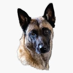 Belgian malinois love for sale  Delivered anywhere in USA 
