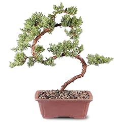 Brussel bonsai dt4002gmj for sale  Delivered anywhere in USA 
