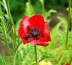Türkischer mohn brilliant gebraucht kaufen  Wird an jeden Ort in Deutschland
