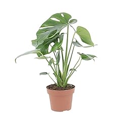 Kentis monstera deliciosa usato  Spedito ovunque in Italia 