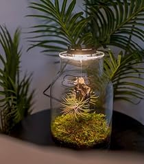 Terrarium den ewigen gebraucht kaufen  Wird an jeden Ort in Deutschland