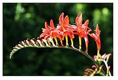 Oliwier bulbs 10x for sale  Delivered anywhere in UK