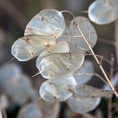 Tomorrowseeds money plant for sale  Delivered anywhere in USA 