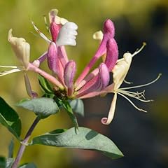 Yougarden japanese honeysuckle for sale  Delivered anywhere in UK