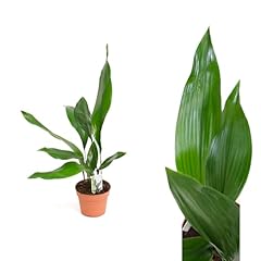 Iflo plantes intérieur d'occasion  Livré partout en France