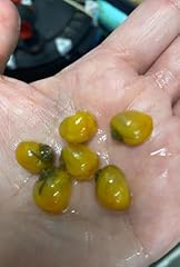 Golden apple snail for sale  Delivered anywhere in UK