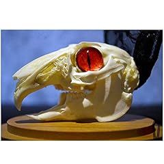 Gthtuhfd rabbit skull for sale  Delivered anywhere in UK