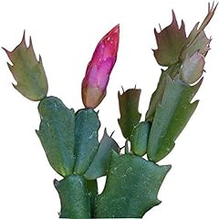 Succulents box unique for sale  Delivered anywhere in USA 