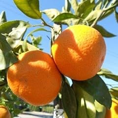 Satsuma mandarins pound for sale  Delivered anywhere in USA 