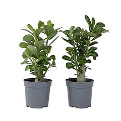 Plant box adenium usato  Spedito ovunque in Italia 