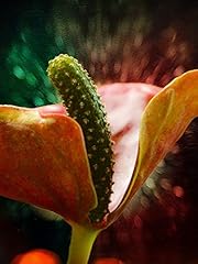 Home comforts nature for sale  Delivered anywhere in USA 