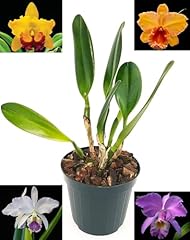 Powers flowers cattleya usato  Spedito ovunque in Italia 