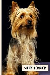 Silky terrier perfect for sale  Delivered anywhere in UK